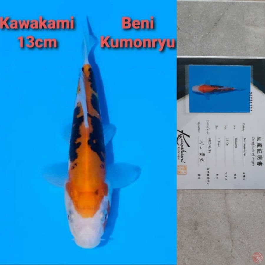 KAWAKAMI BENI KUMONRYU