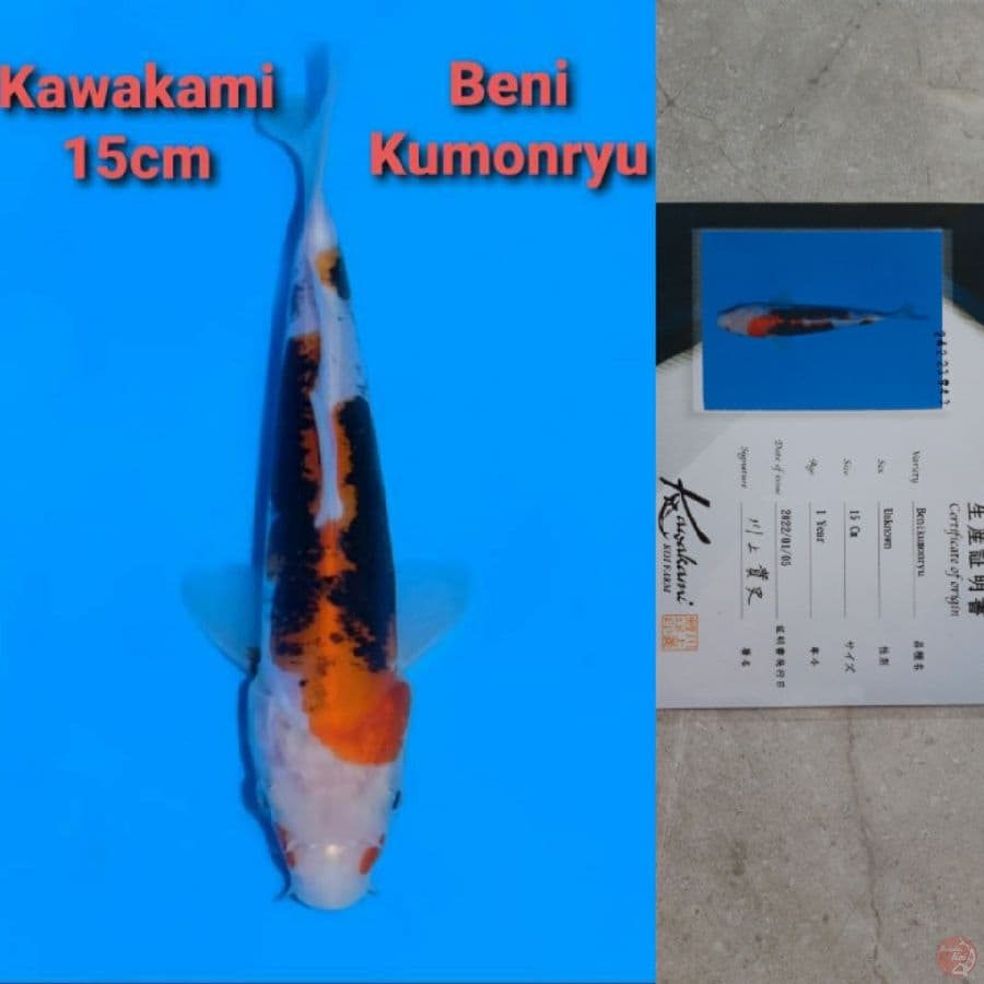 KAWAKAMI BENI KUMONRYU