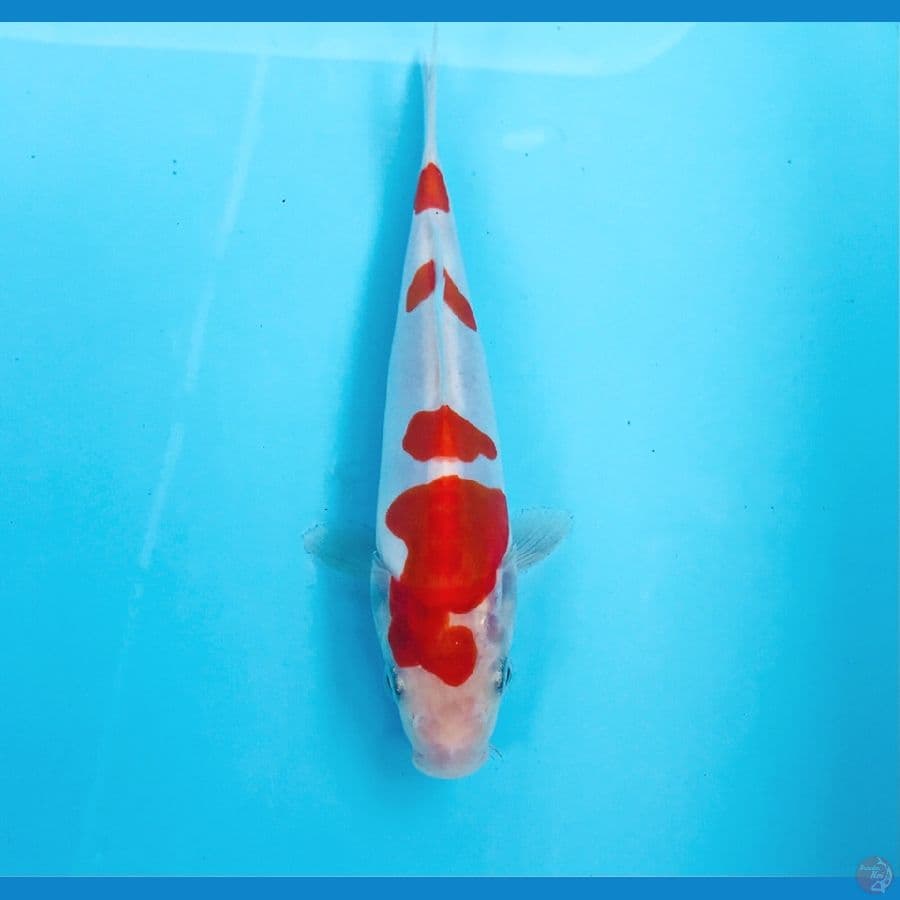 doitsu murni, 18 cm