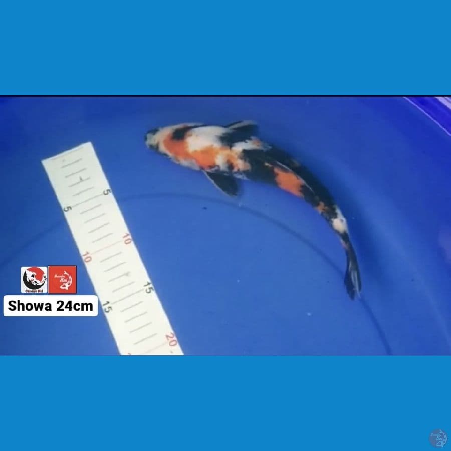 SHOWA 24CM --- CANAYA KOI FARM