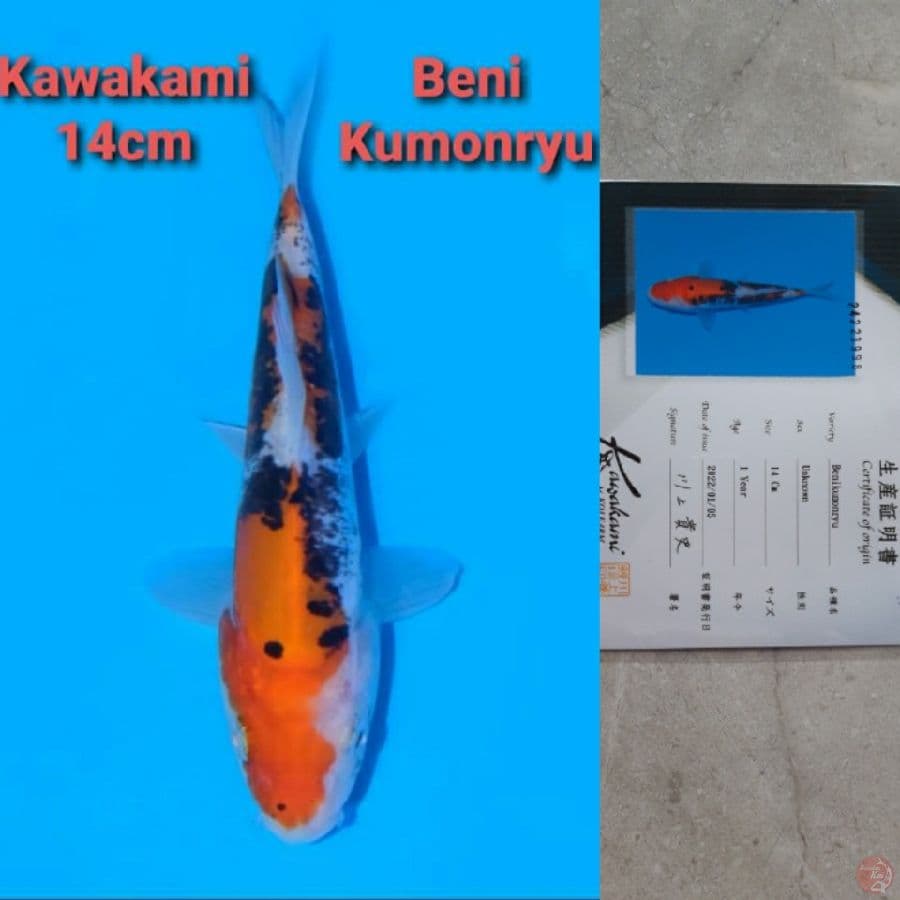 KAWAKAMI BENI KUMONRYU