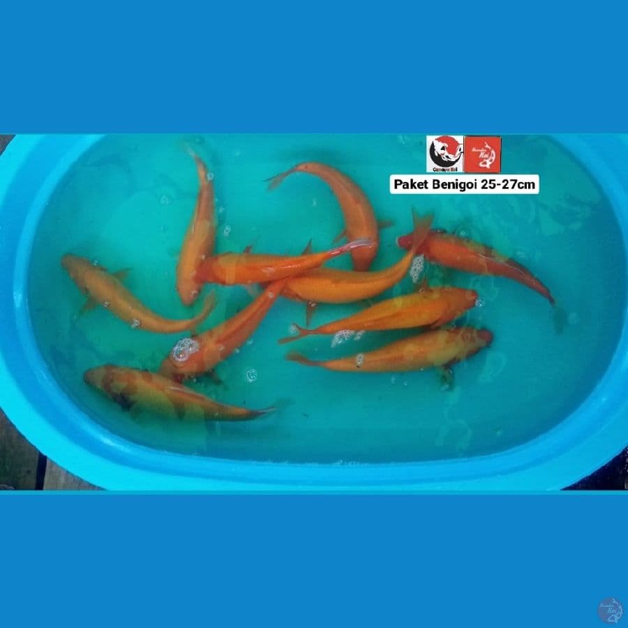 PAKET BENIGOI --- CANAYA KOI FARM