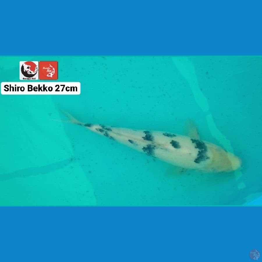 SHIRO BEKKO --- CANAYA KOI FARM