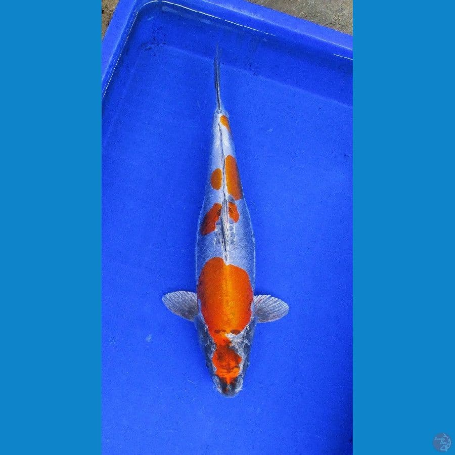 beni kikokuryu ±41cm