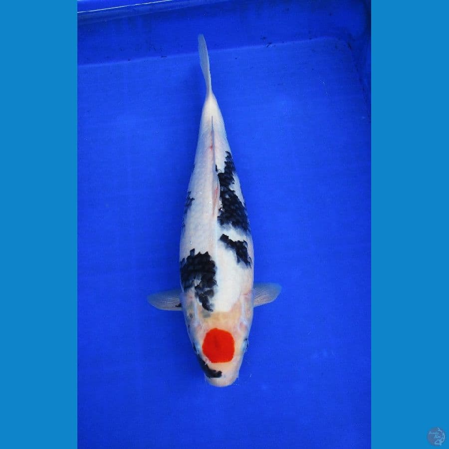 Tancho Gembul ±40cm hq ORI