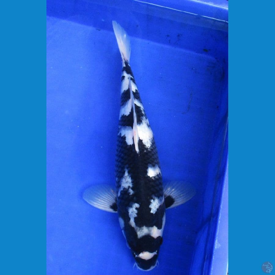 shiro ±37cm