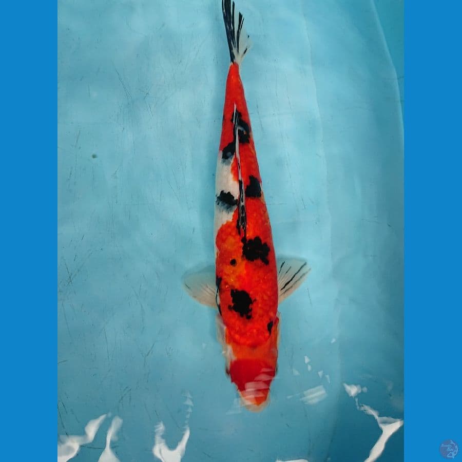 SaNKE 39 cm