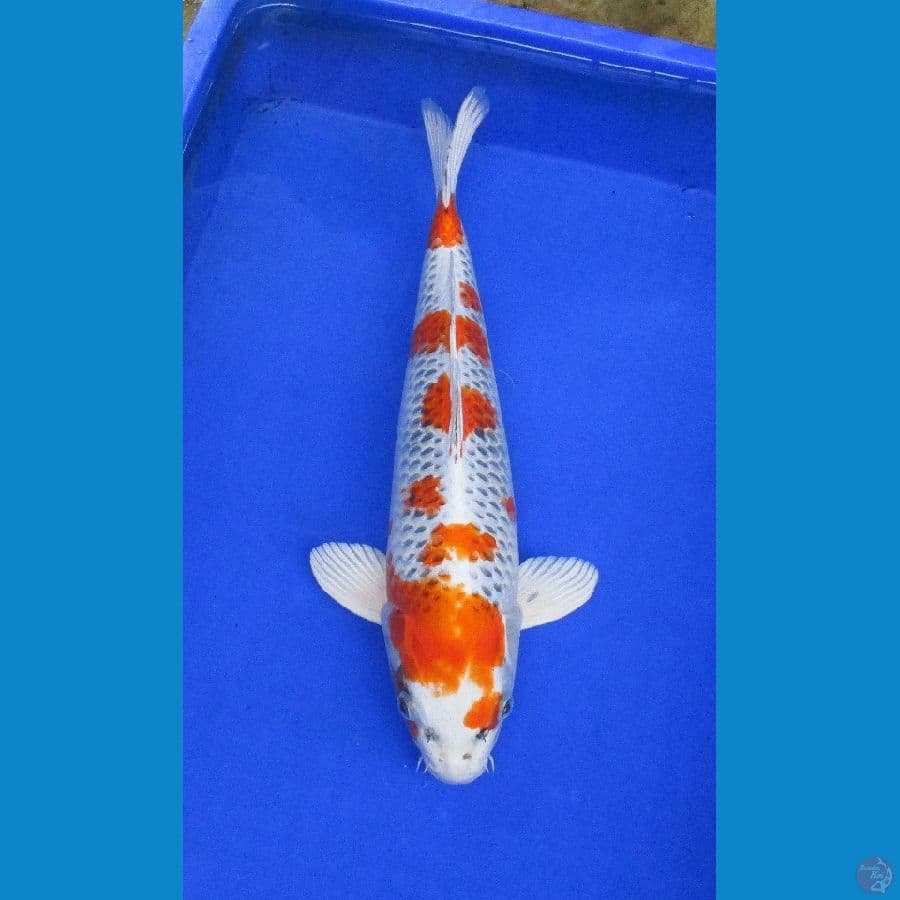 sakura kujaku ±45bu jantan