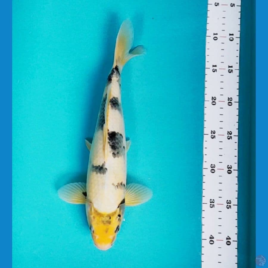 shiro tattegoi 31cm