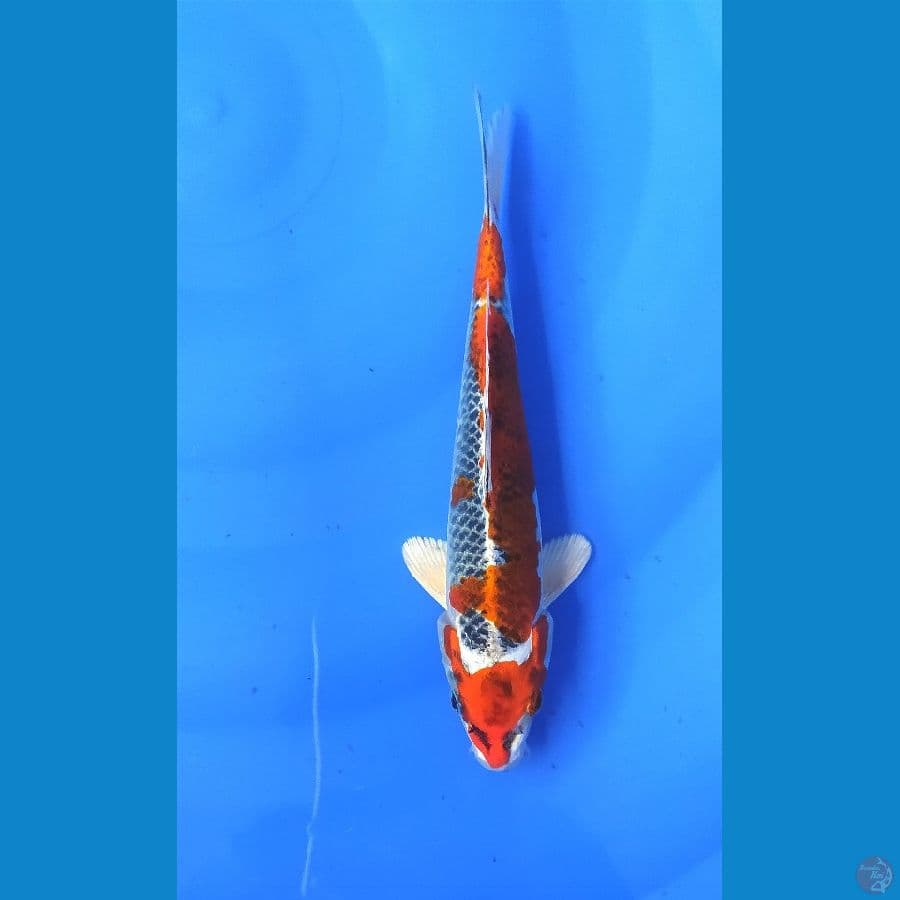KUJAKU 23CM