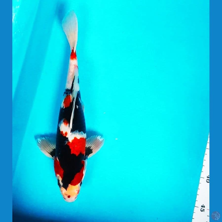 showa strong 31cm male