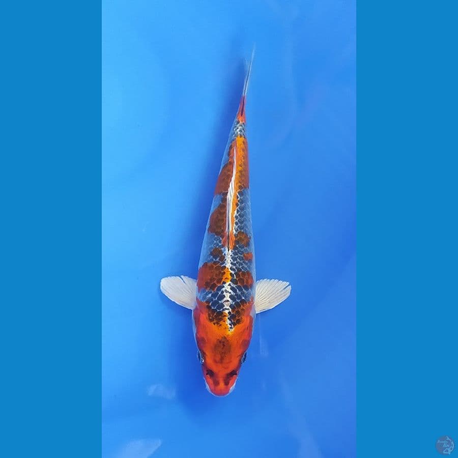 KUJAKU 23CM FEMALE