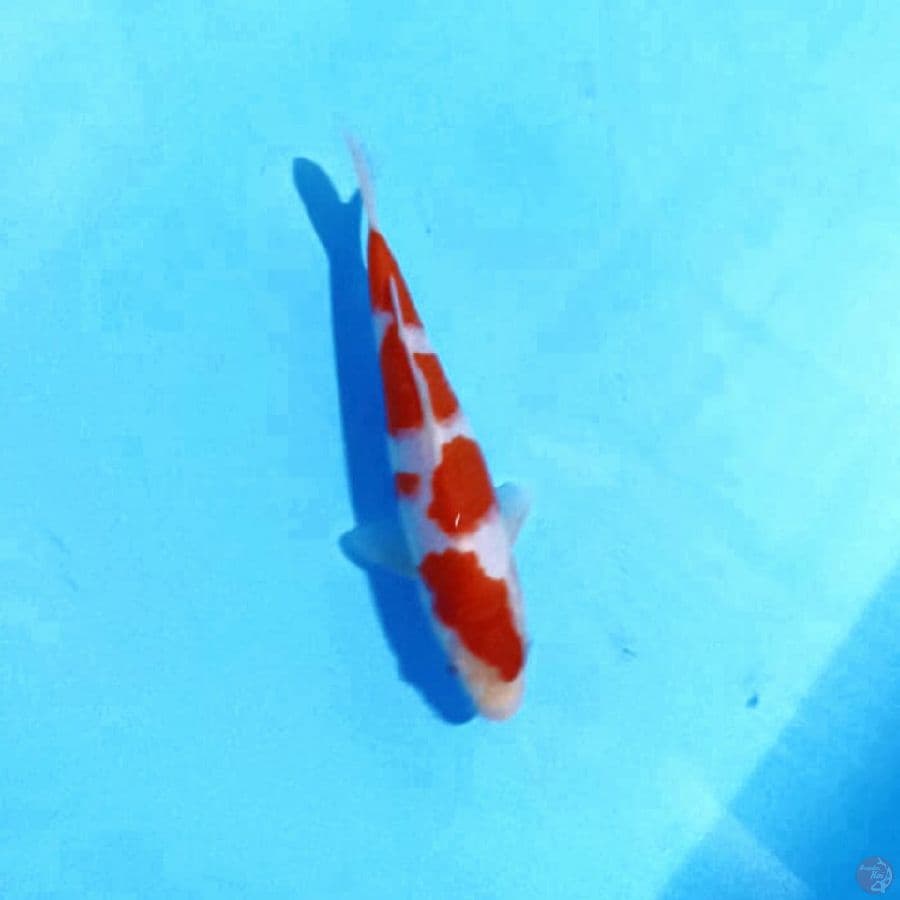 kohaku SQ 19cm