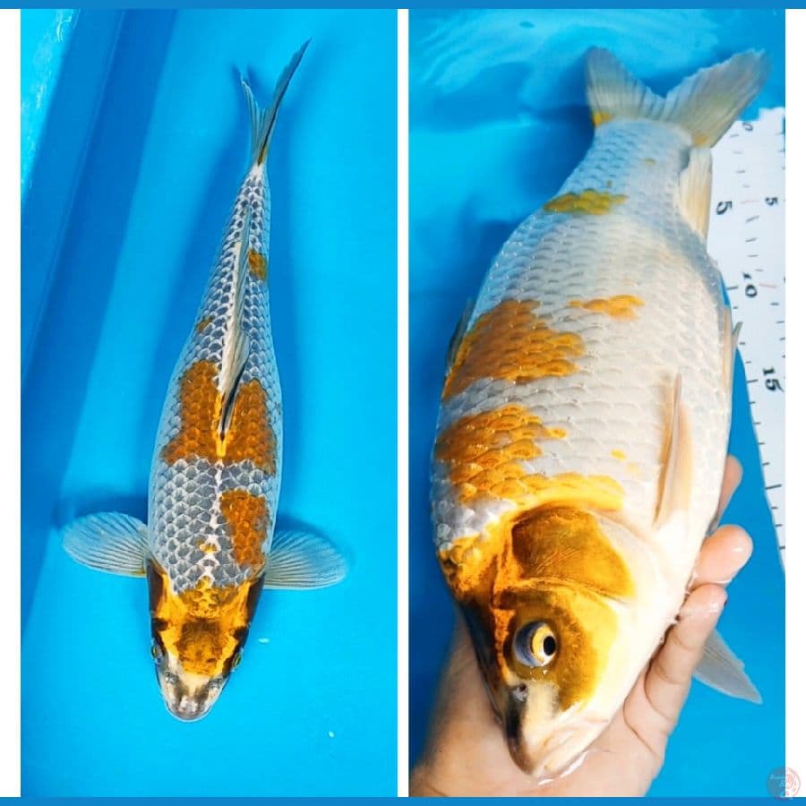 ochiba kogane 34cm fm