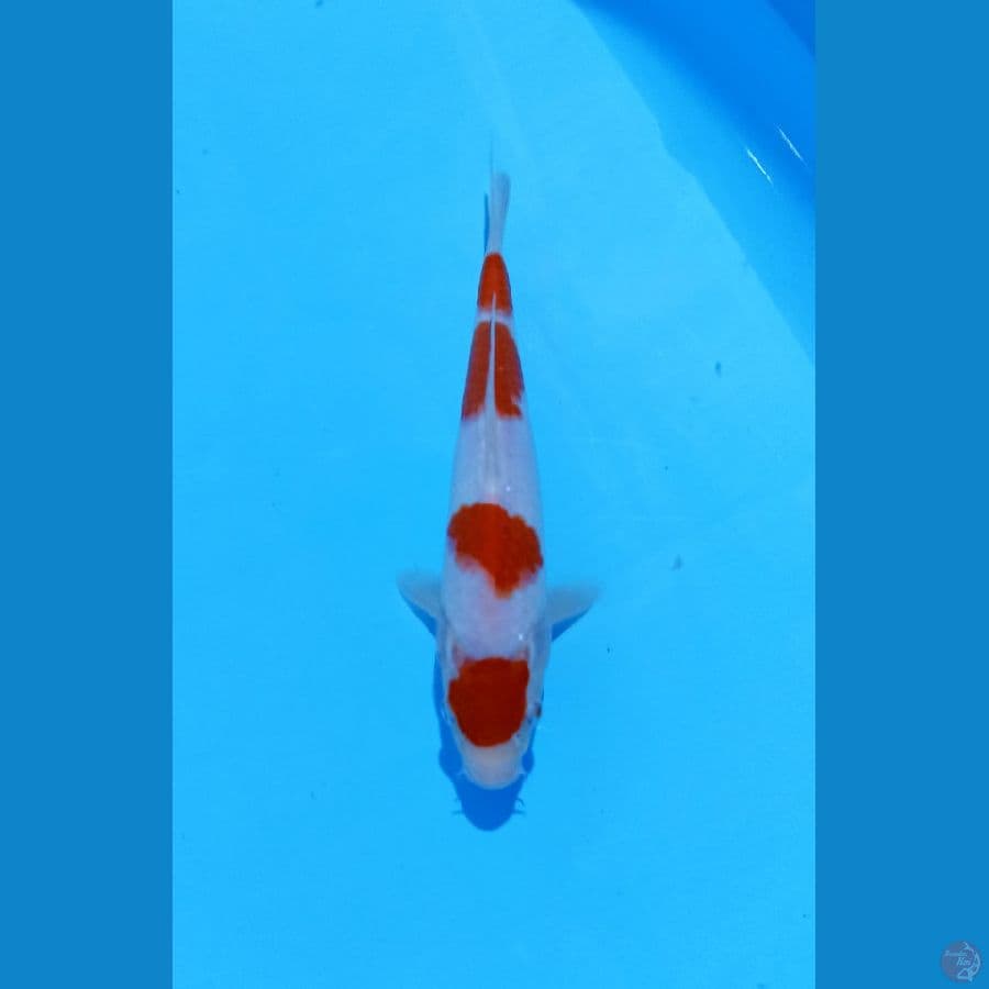 kohaku 25cm