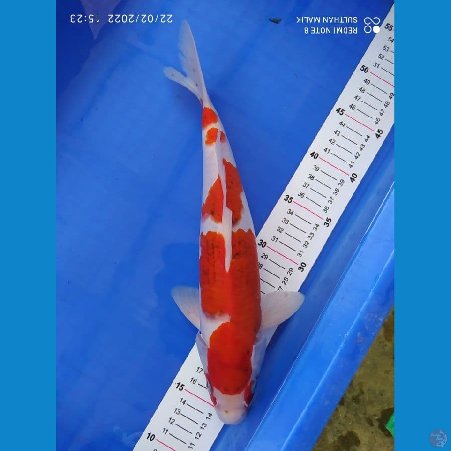 ai goromo 34 cm punuk