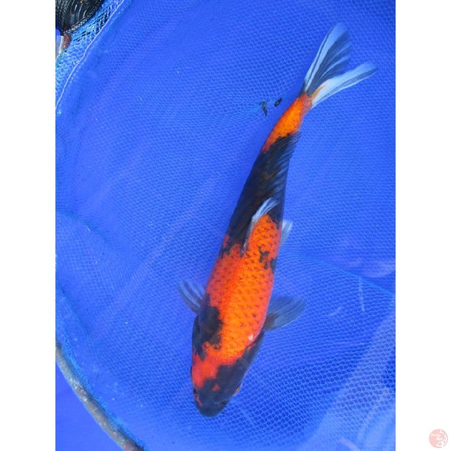hi utsuri