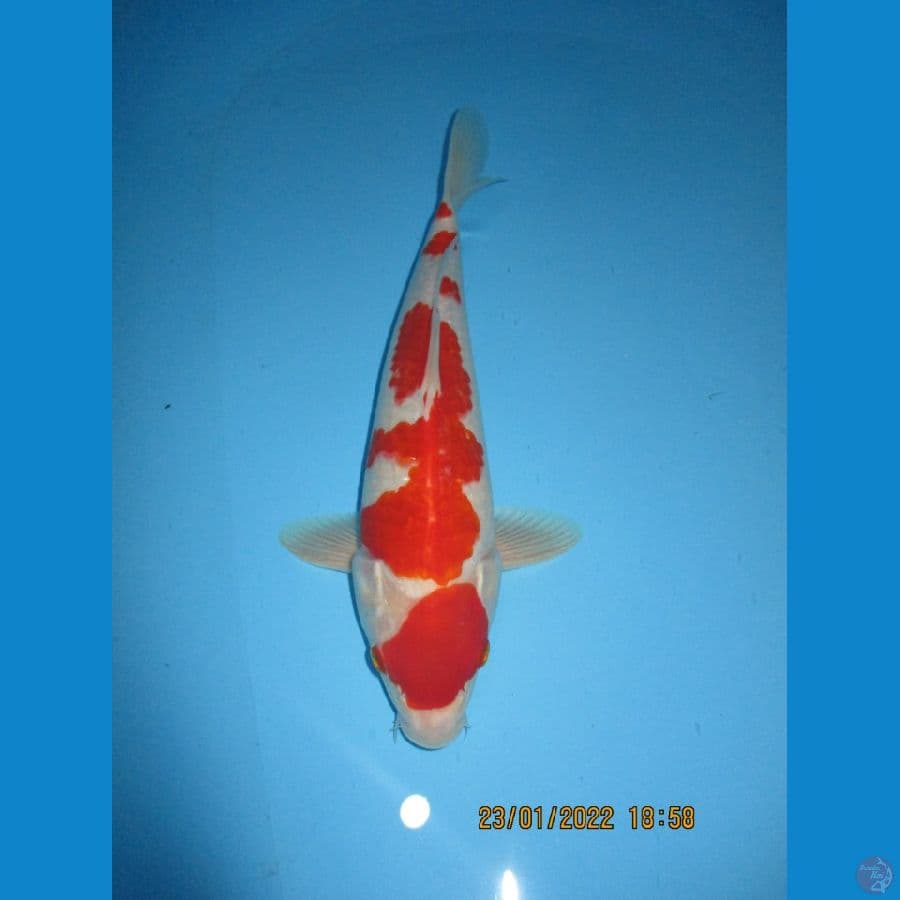 maruten kohaku