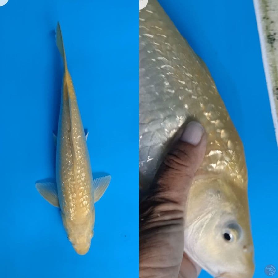 37cm Karasi gindrin/Male
