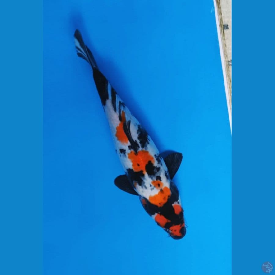 28cm Showangar