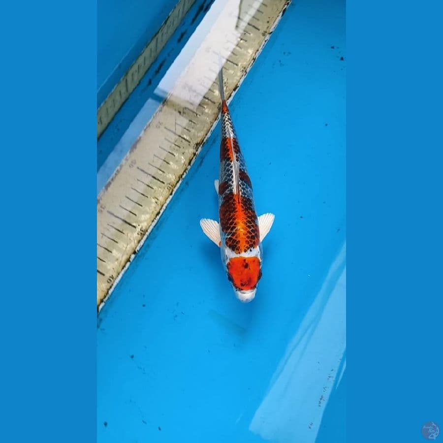 Beni Gingga 23cm