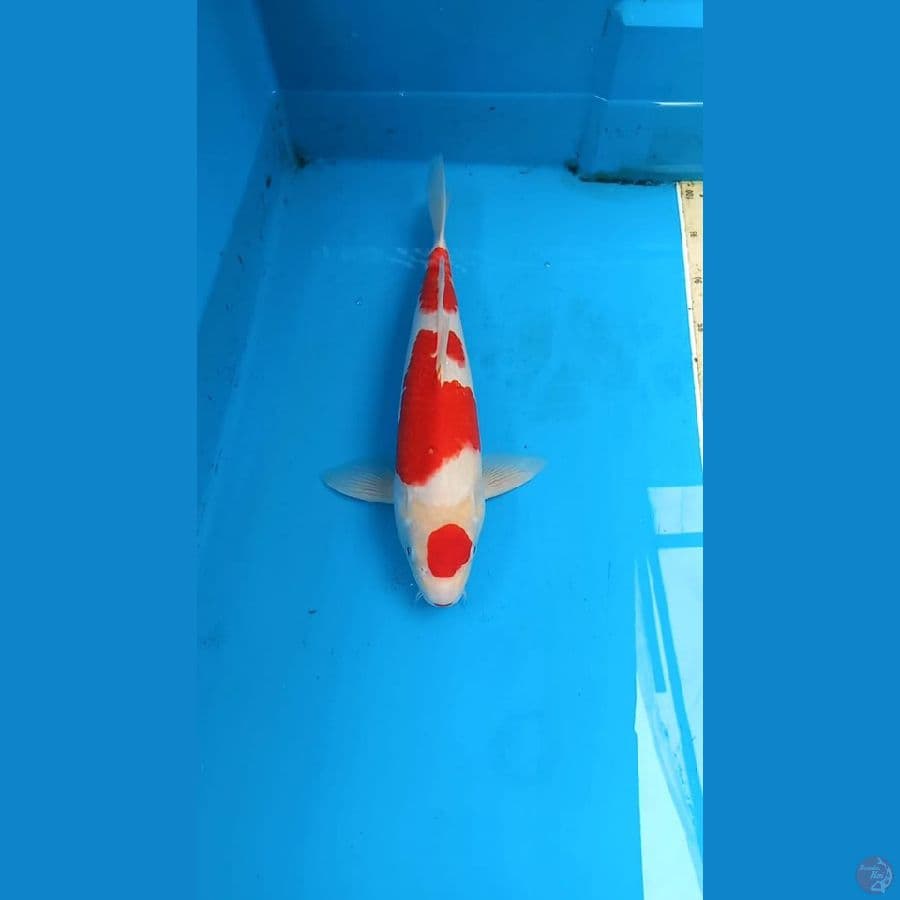 Kohaku 40cm Male