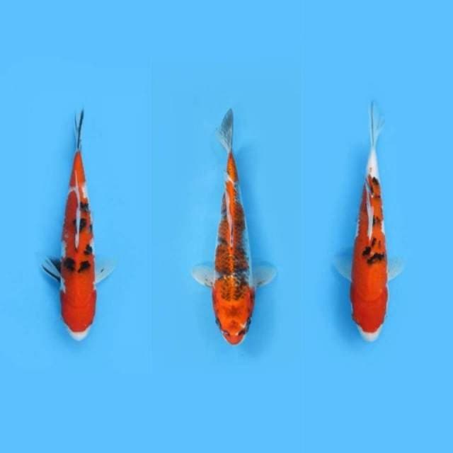 24-28cm
