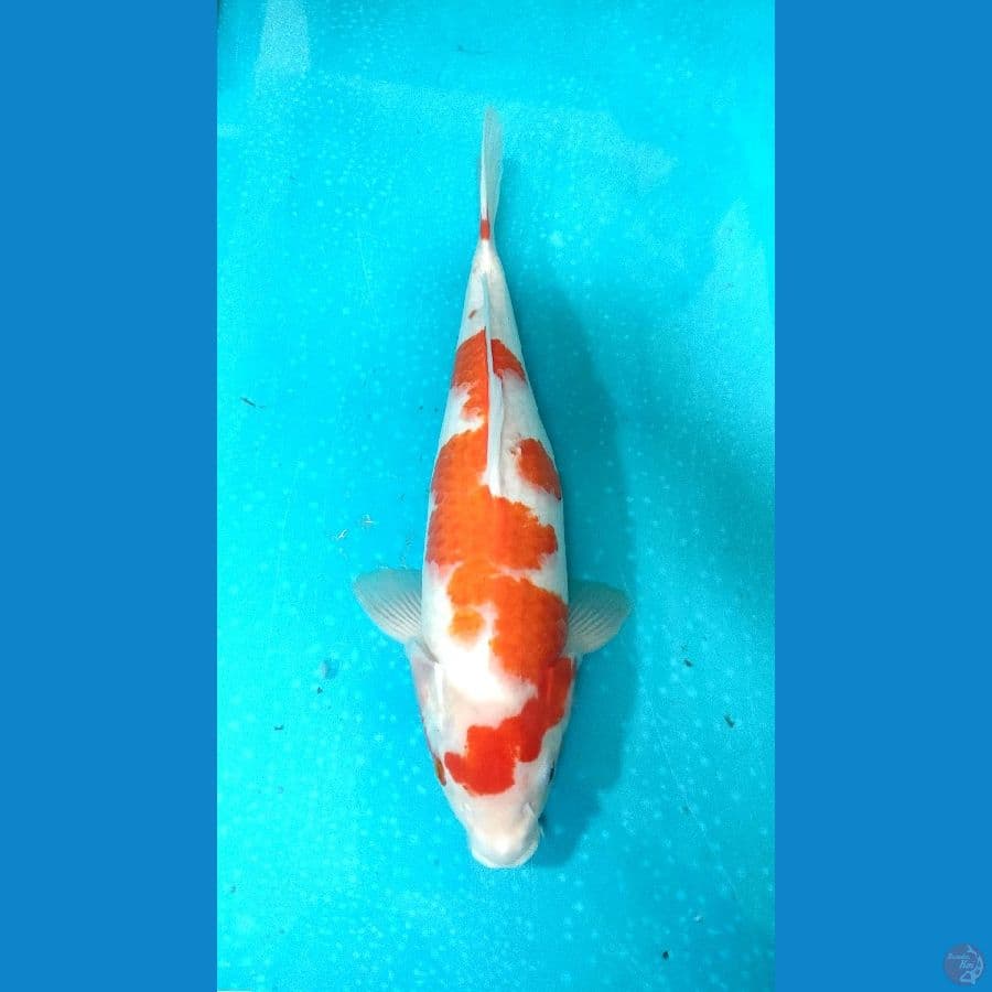 kohaku size 37