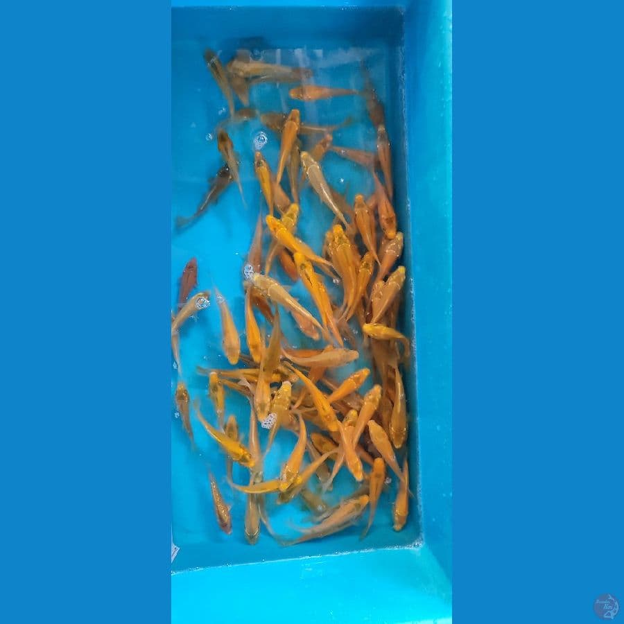 paket hore 100 ekor