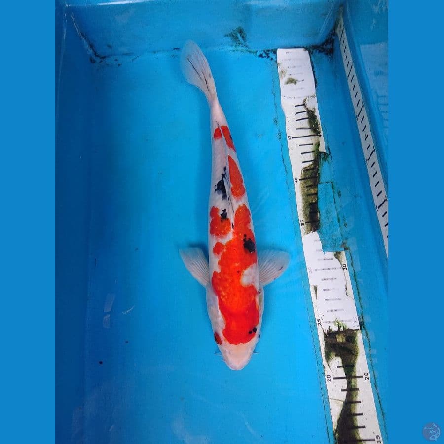 SANKE 34 cm