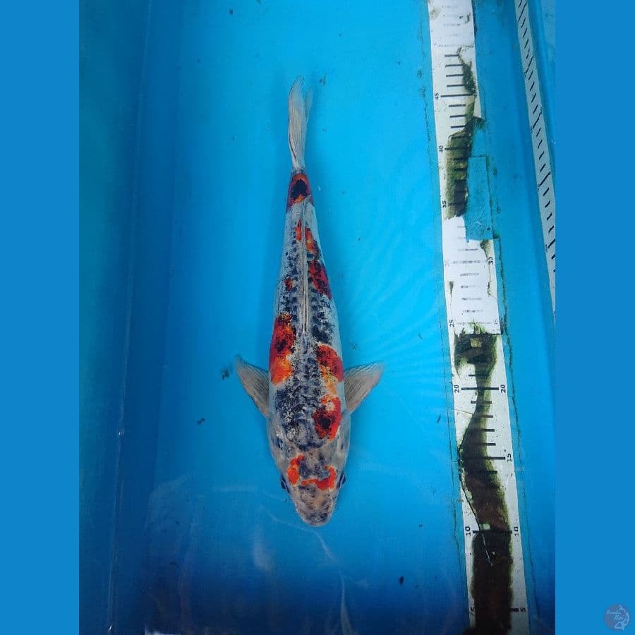 DOITSU KUJAKU 34 cm