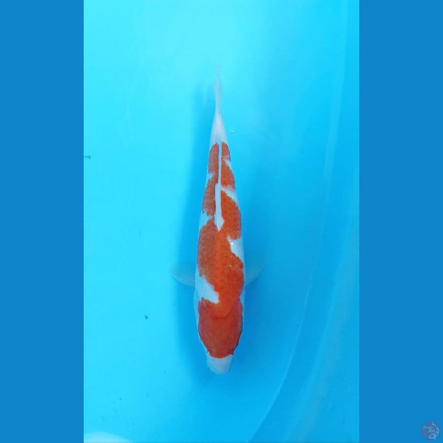 kohaku inazuma 30cm