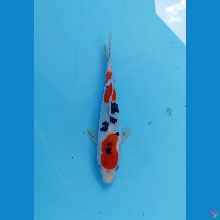 sanke doitsu 17cm