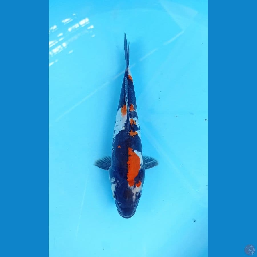 showa doitsu 20cm