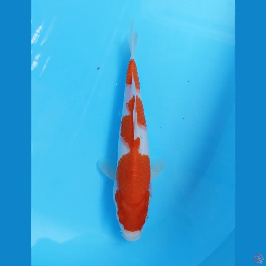 kohaku 25cm
