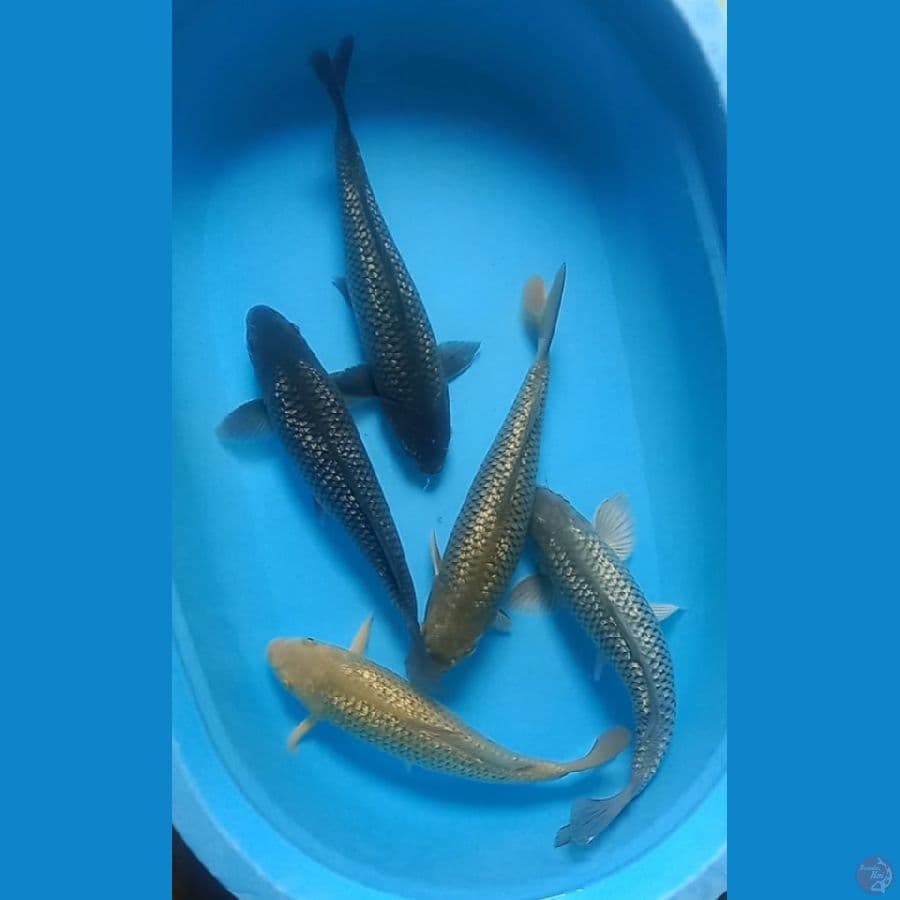 Mix Ginrin Punuk