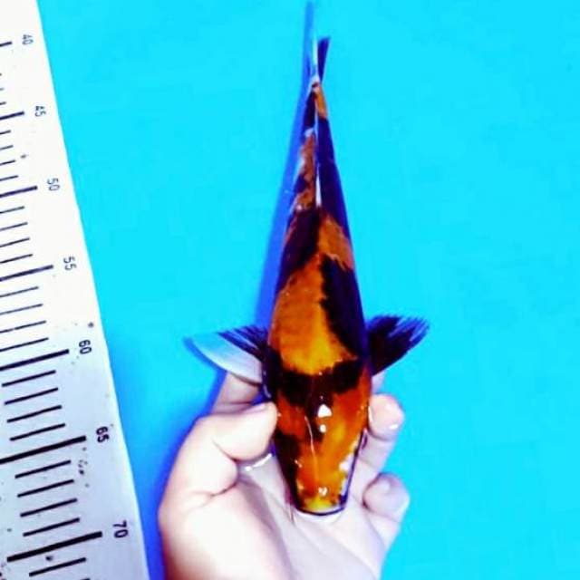 Sumi bagus 30cm tinggal digemukin aja