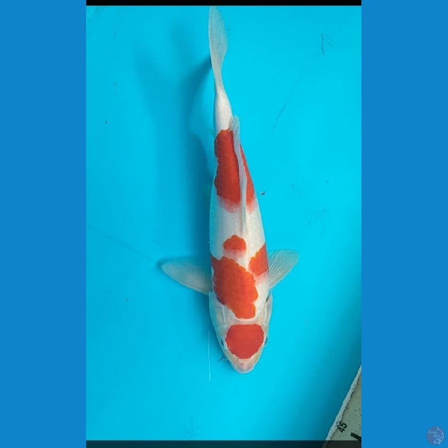 maruten kohaku