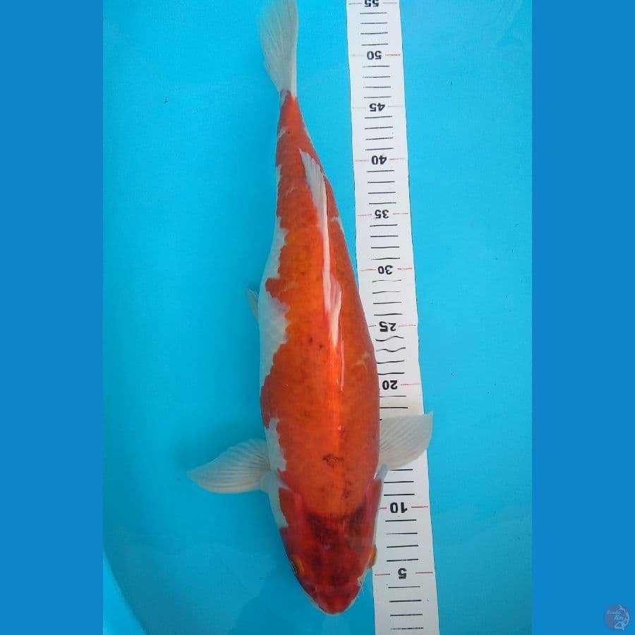 50cm AiGoromo induk