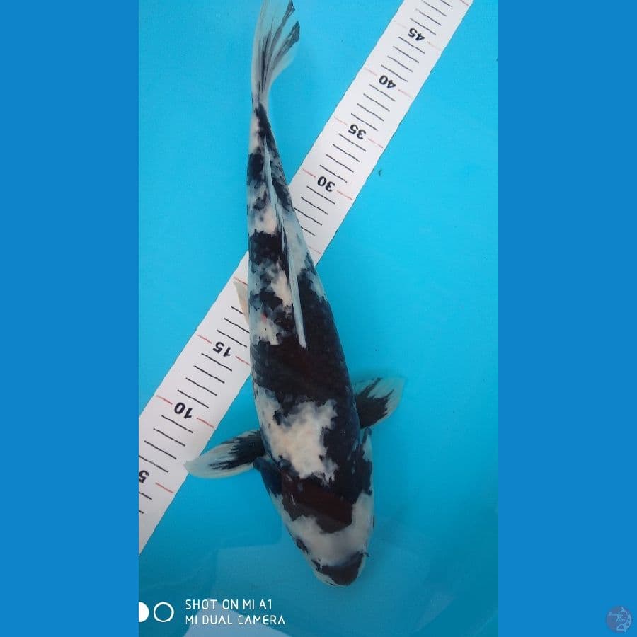 41Cm shiro Motogoro