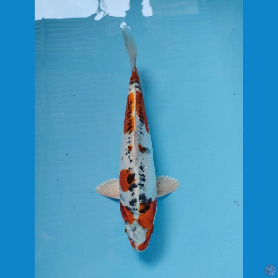 kiko 33cm