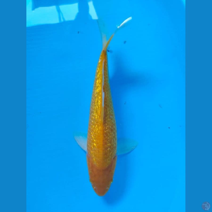 karasi 30cm