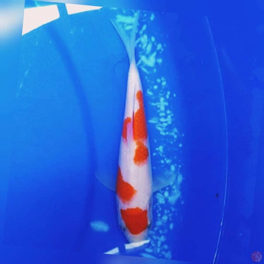 17cm