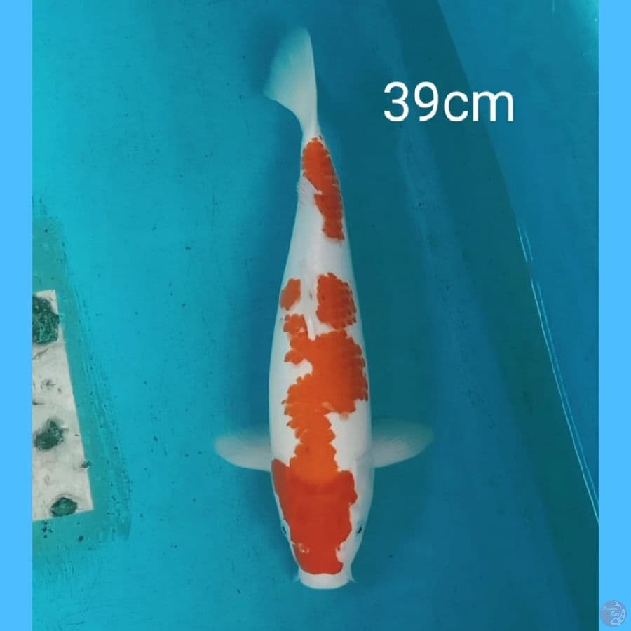 jumbo kohaku 39cm