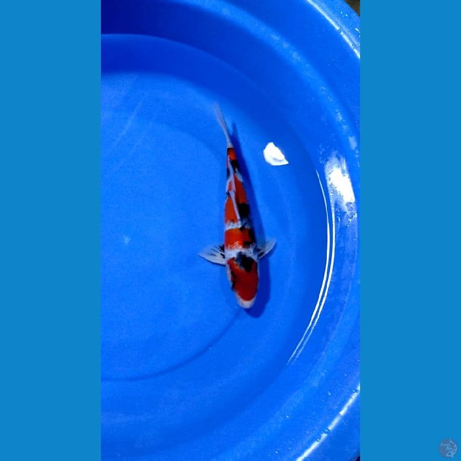 Showa 30cm. Male