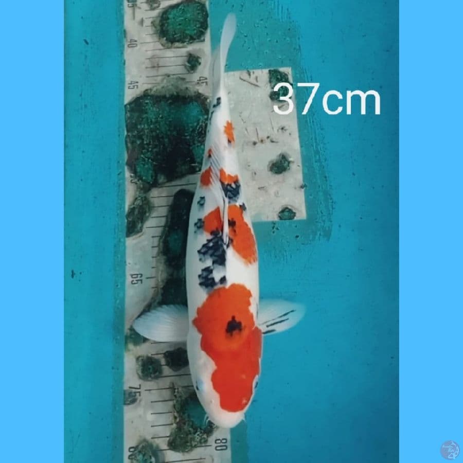 Sanke 37cm