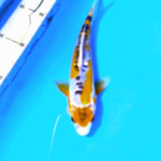 Maruten shusui 20cm