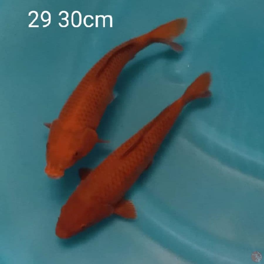 Tembaga 2 ekor 30 cm