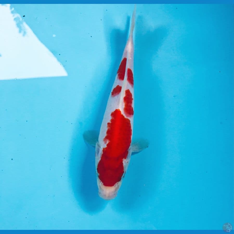 kohaku, 18 cm