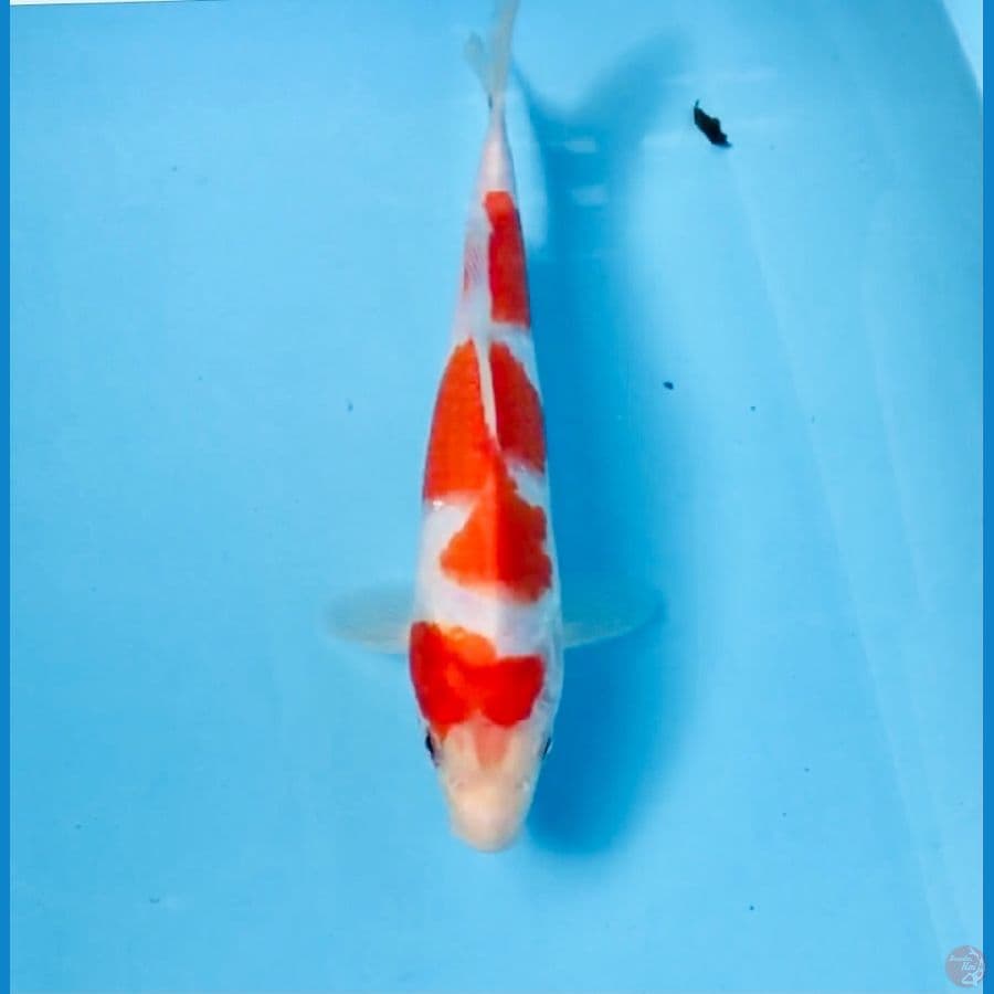 kohaku, 22 cm